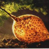 The Magnificent Bryozoan By Contributor Jack Nisbet pasted image 0
